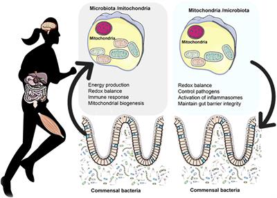 The Crosstalk between the Gut Microbiota and Mitochondria during Exercise